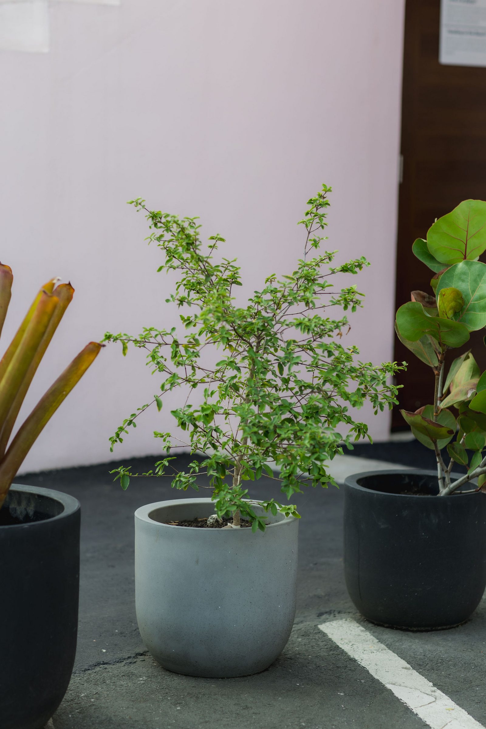 Potted greenery near the Hotel Luz entrance courtyard